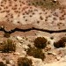 CW-desert-pan
